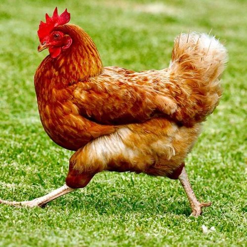 01-Most-Popular-Breeds-of-Chicke